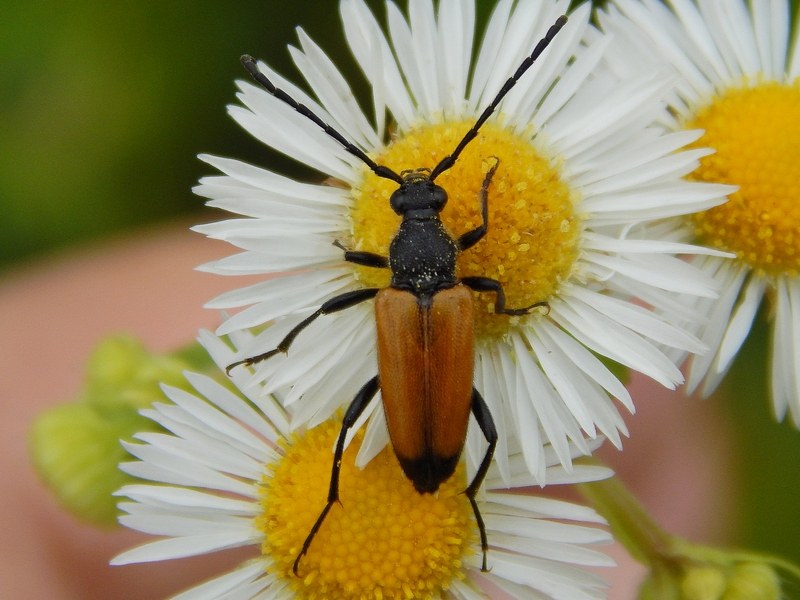 Aiuto ID cerambice: Paracorymbia fulva